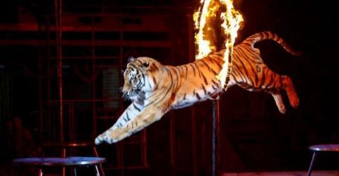 В Украине могут запретить выступление животных в цирке
