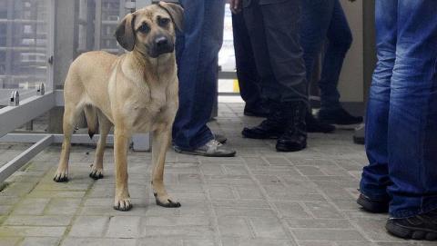 Стало известно, во сколько обходится бюджету Дружковки отлов одной бездомной собаки