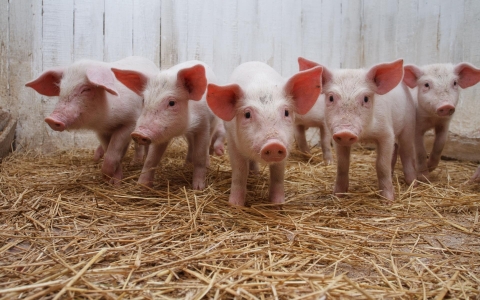 В Дружковке пытаются не допустить появления африканской чумы свиней