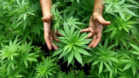 И.о. министра здравохранения Украины за легализацию марихуаны в медицинских целях