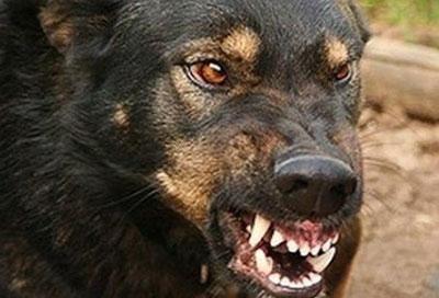 Жители Дружковки опасаются бродячих собак, обитающих в районе сквера «Детский»