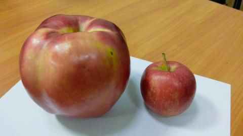 Жительница Дружковки вырастила гигантское яблоко весом 865 граммов (Фото)