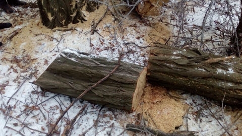 В Дружковке задержали незаконных лесорубов