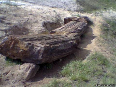 Жители Дружковки продают на OLX фрагменты окаменевших деревьев, которым более 280 миллионов лет