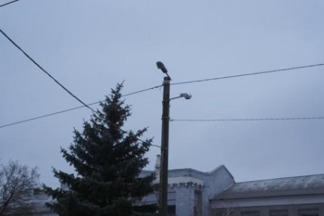 Из-за непогоды в Дружковке в некоторых районах нет электричества