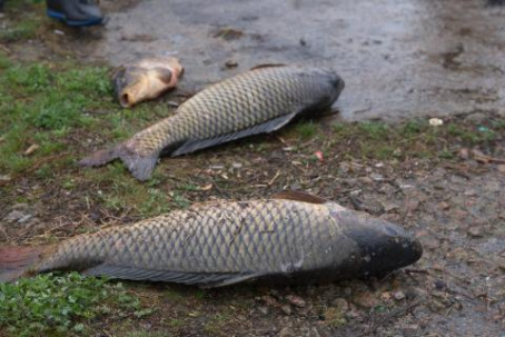 Отравление рыбы в Кривом Торце: причины не найдены, виновные не наказаны