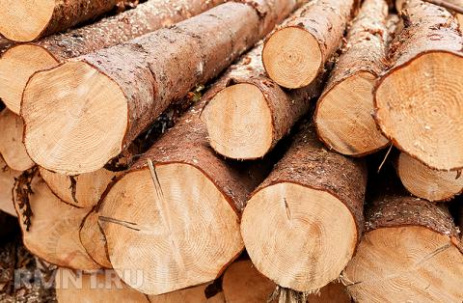 Дружковчане, вырубавшие деревья в Тройчатах, предстанут перед судом