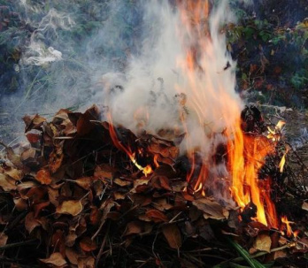За сжигание листвы — штраф 340 гривен