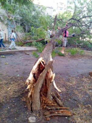 Во дворе дома по улице Космонавтов упало большое дерево (фото)