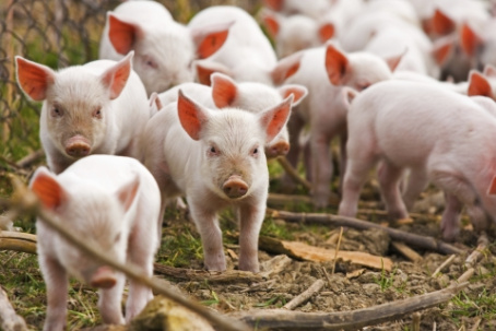 Африканская чума свиней приближается к Донецкой области