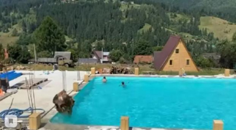 Корова прыгнула в бассейн с детьми в Карпатах (видео)