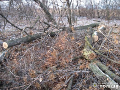 В Дружковке на вырубке леса полицейские поймали группу злоумышленников