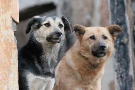 Зоозащитники помешали отлову бродячих собак в Дружковке