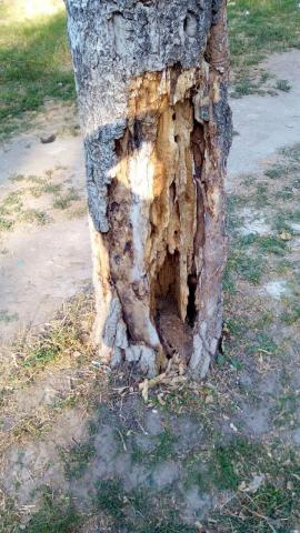 А если упадет? Аварийные деревья на детской площадке беспокоят жителей Дружковки