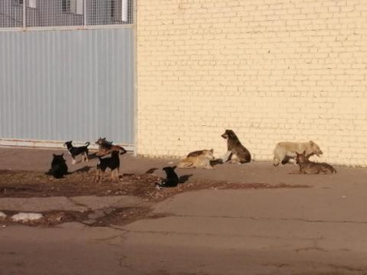 В Дружковке бездомные собаки напали на сотрудника детского сада