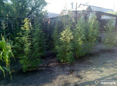 Дружковчанин выращивал у себя дома коноплю