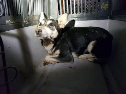 В Дружковке из технологического колодца достали собаку, которая просидела там полтора года (ФОТО)