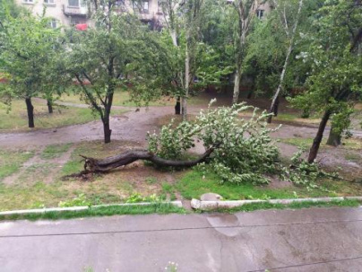 Часть рухнувшего дерева уже третьи сутки лежит во дворе дома по улице Космонавтов,2 