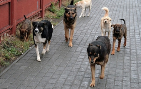 У Дружківці на стерилізацію та щеплення безпритульних собак планують витратити 300 тисяч гривень