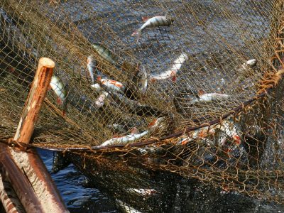 Мешканця Дружківки оштрафували за вилов риби сіткою