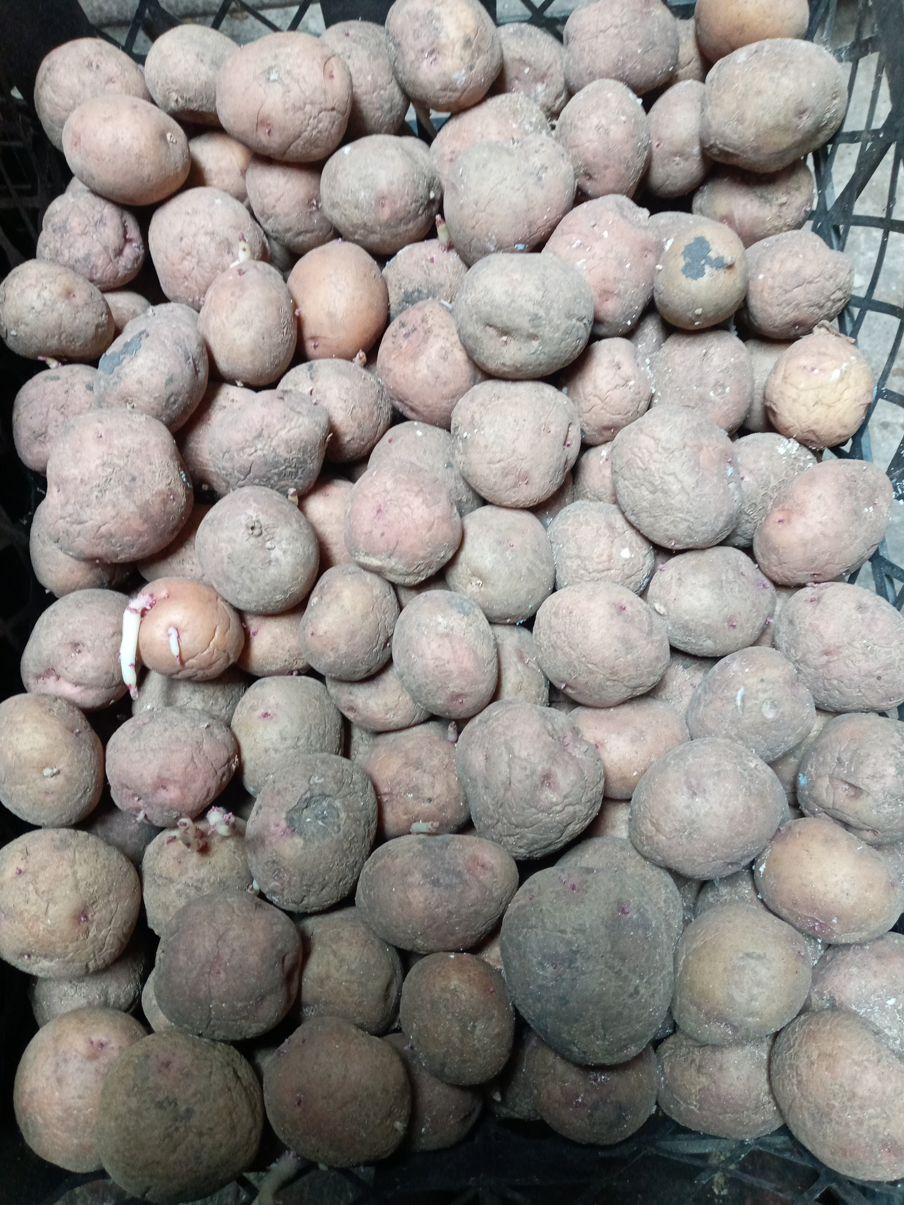 Продам картоплю.