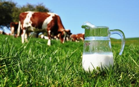 В Дружковке из-за массового отравления коров сокращена продажа молока (ВИДЕО)