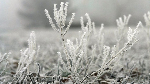 В Донецкой области ожидаются сильные заморозки