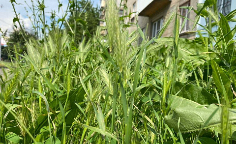 Жители Дружковки жалуются на заросли травы во дворах многоэтажек