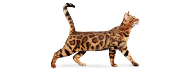 Корм OptiMeal Корм OptiMeal