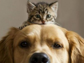 В Украине предлагают ввести учет котов и собак