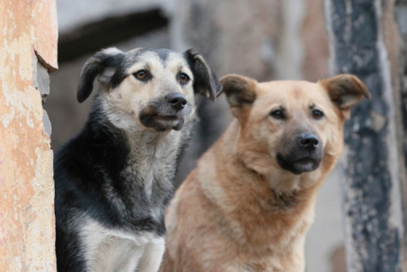 В Дружковке объявили тендер на отлов бездомных собак