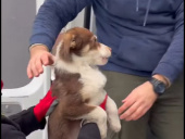 Волонтери евакуювали з Дружківки та Краматорська 12 цуценят