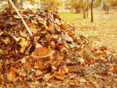 Как в Дружковке будут убирать опавшие листья