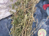 В Дружковке «народный целитель» выращивал коноплю для живительной мази