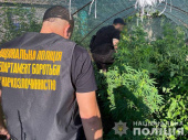 Мешканці Дружківки вирощували на подвір’ї канабіс