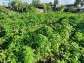 Жительница Дружковки выращивала дома более 700 кустов конопли
