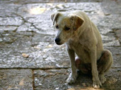 Петиция: дружковчане требуют обустройства в городе стерилизационных пунктов для бродячих собак