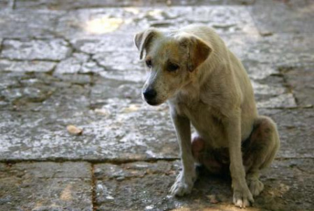 Петиция: дружковчане требуют обустройства в городе стерилизационных пунктов для бродячих собак
