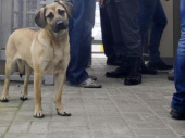 Стало известно, во сколько обходится бюджету Дружковки отлов одной бездомной собаки