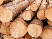 Дружковчане, вырубавшие деревья в Тройчатах, предстанут перед судом