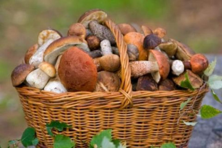 В Дружковке зарегистрировано три случая отравления грибами