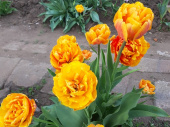 Цветовод рассказала, что пришло время заниматься тюльпанами