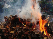 За сжигание листвы — штраф 340 гривен