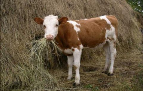 Дружковчане получили 157 тысяч гривен на выращивание молодняка коров