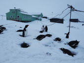 Рекордное количество снега выпало на украинской станции в Антарктиде