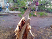 Во дворе дома по улице Космонавтов упало большое дерево (фото)
