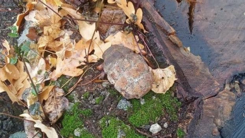 В лесу в Краматорском районе нашли взрывоопасный предмет