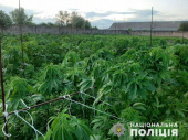 Житель Дружковки выращивал более 700 кустов конопли
