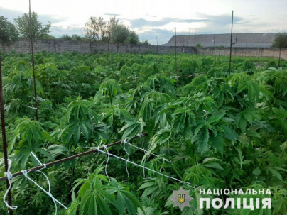 Житель Дружковки выращивал более 700 кустов конопли