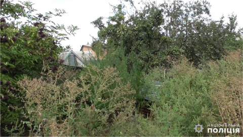 У жителя Дружковки полицейские обнаружили 63 куста конопли